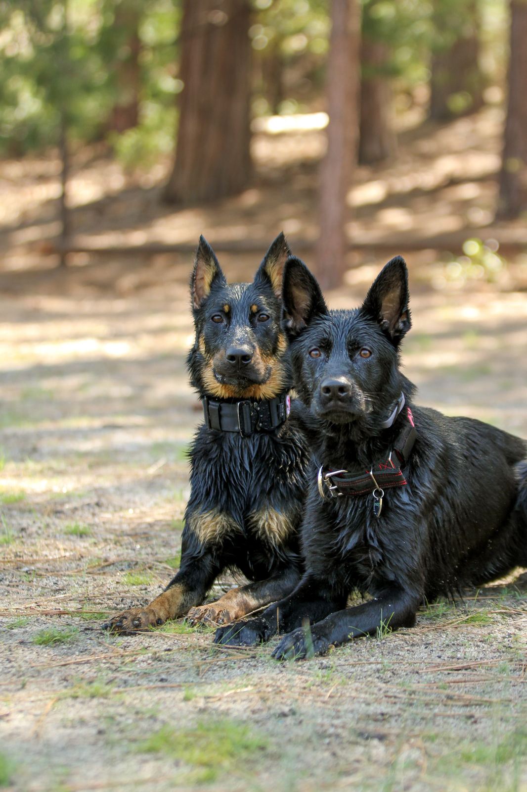 Two dogs resting together on a forest trail