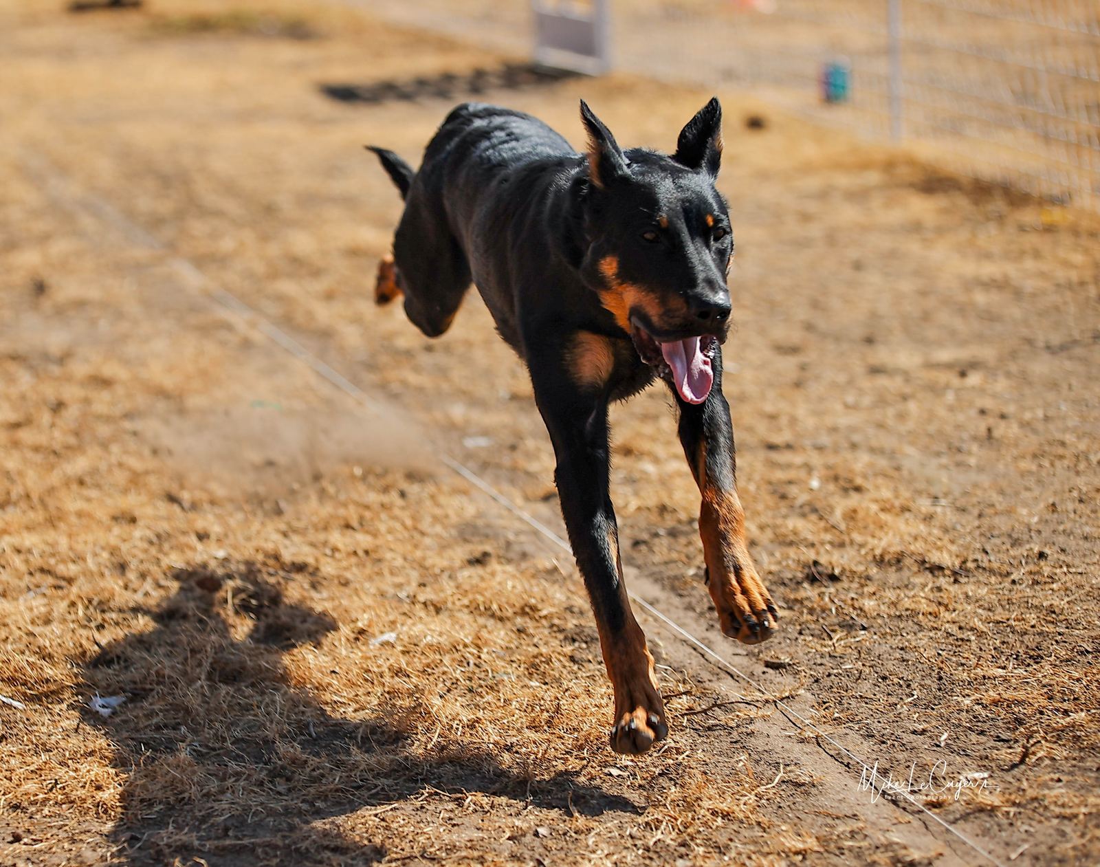 A black and tan dog running toward the camera on a dirt trail