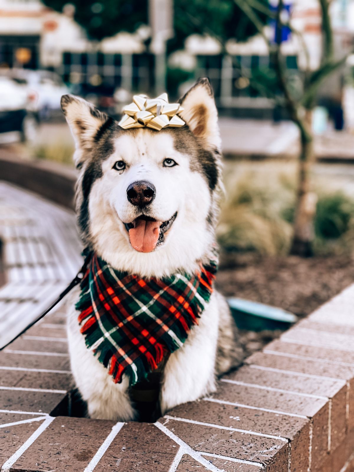 A husky in a plaid bandana smiling on a brick path