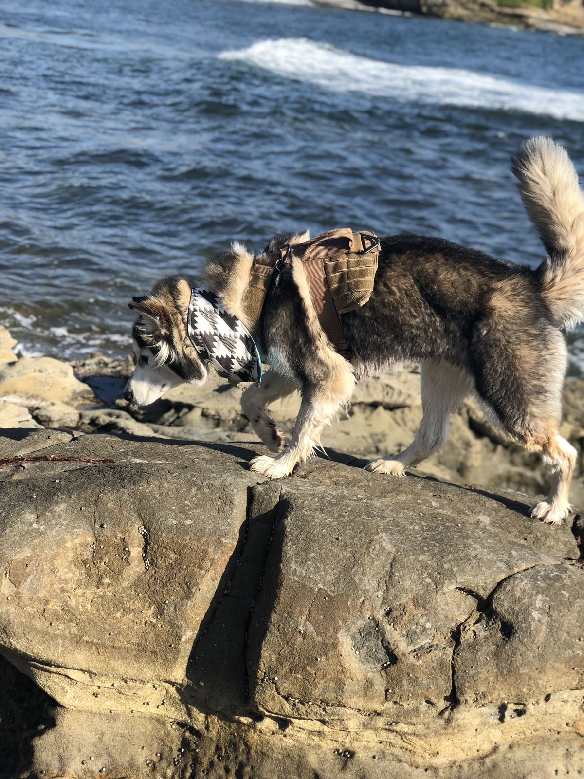 A husky exploring the rocks at the coast