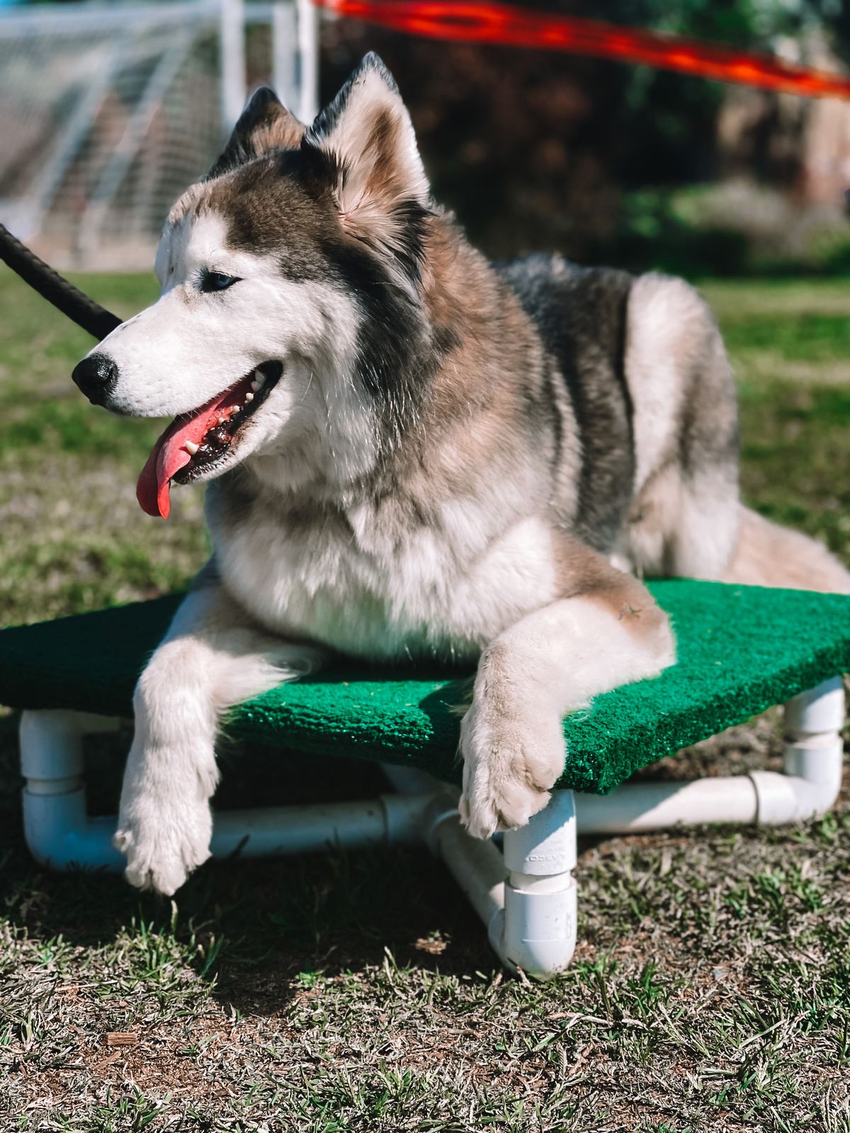 A husky relaxing on a green training cot