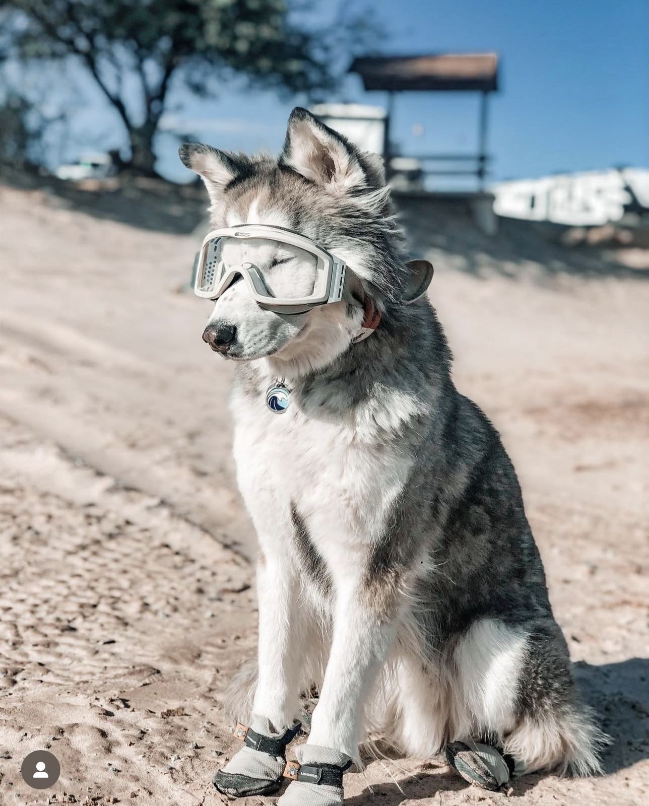 A husky wearing protective goggles in the desert