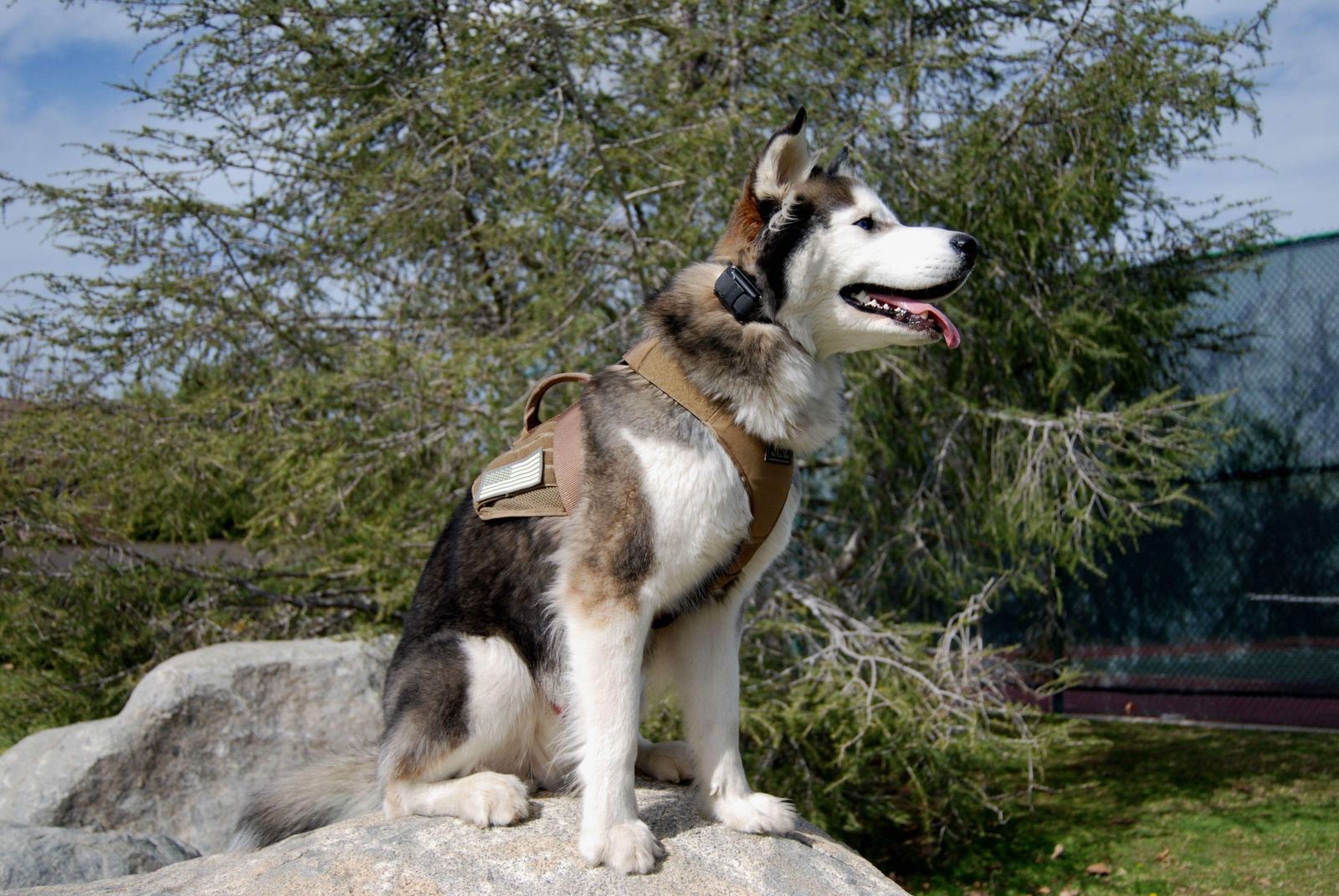 A husky perched on a boulder