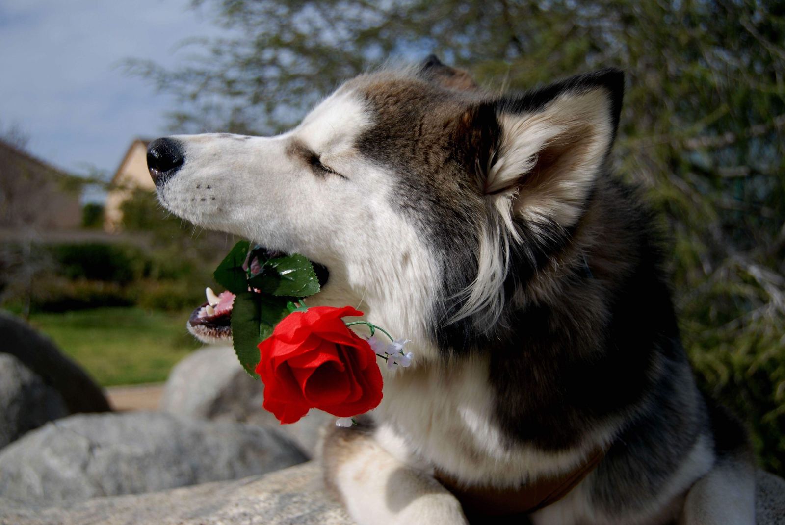 A husky holding a red rose in its mouth