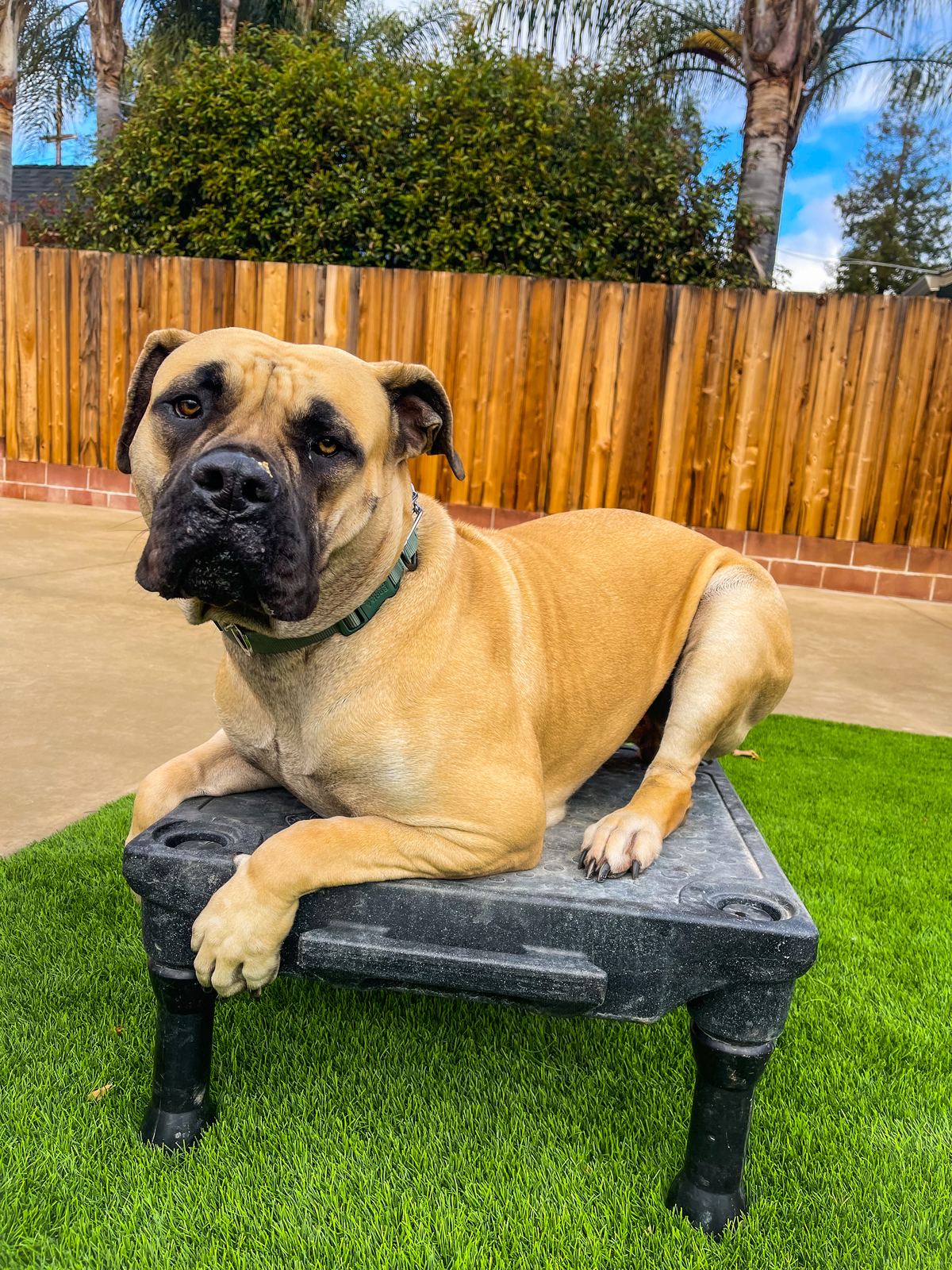 A mastiff relaxing on a training cot