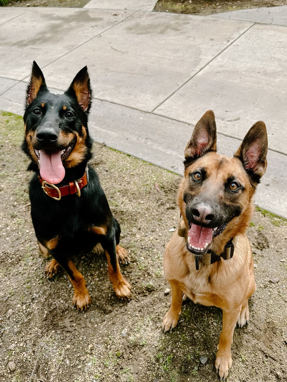 Two dogs sitting side by side on the grass