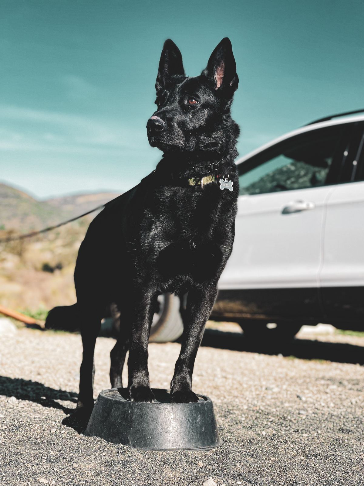 A black shepherd balancing on an upturned bowl