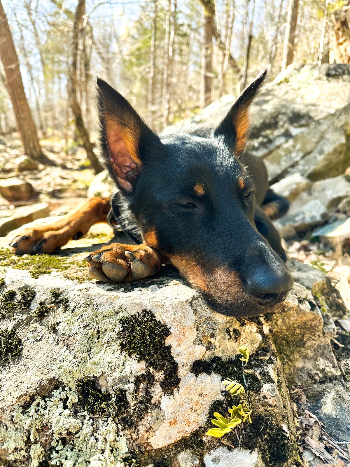 A black and tan dog resting its head on a mossy rock