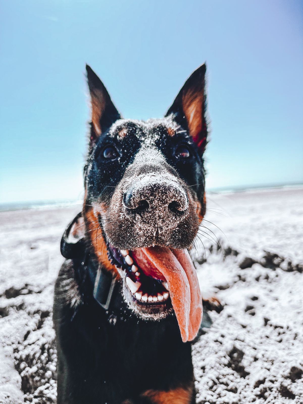 A dog grinning in the snow