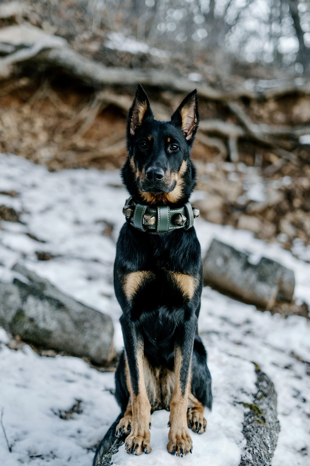 A shepherd sitting calmly on a snowy trail