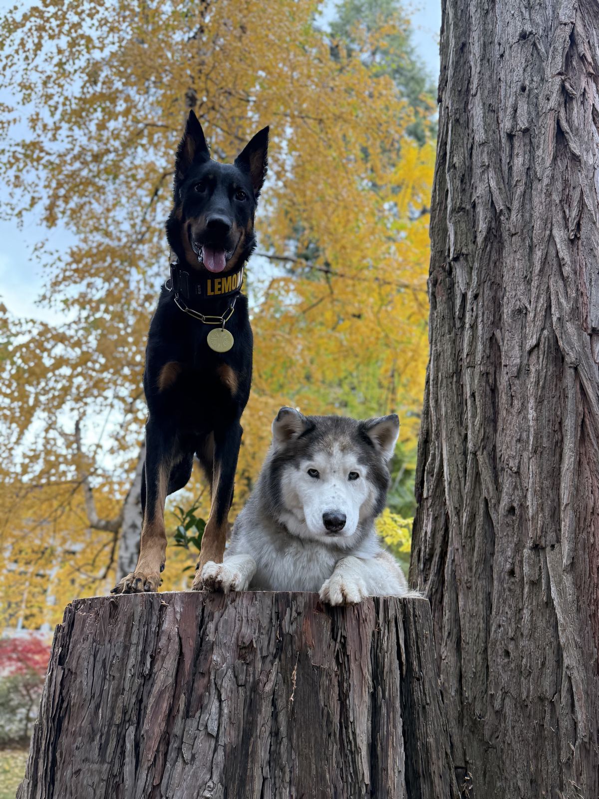 Two dogs posing on a tree stump in autumn