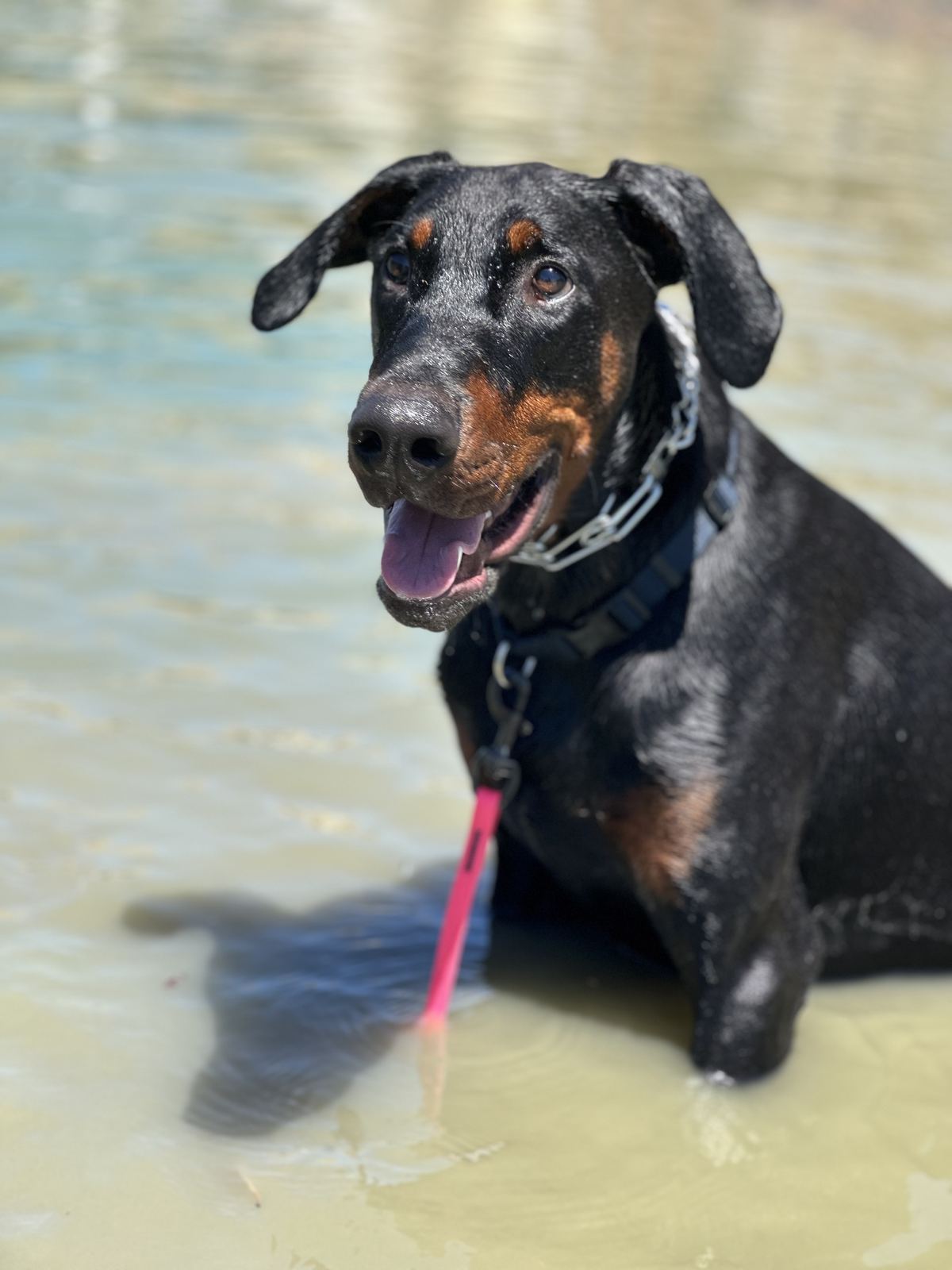 A happy dog sitting in shallow water
