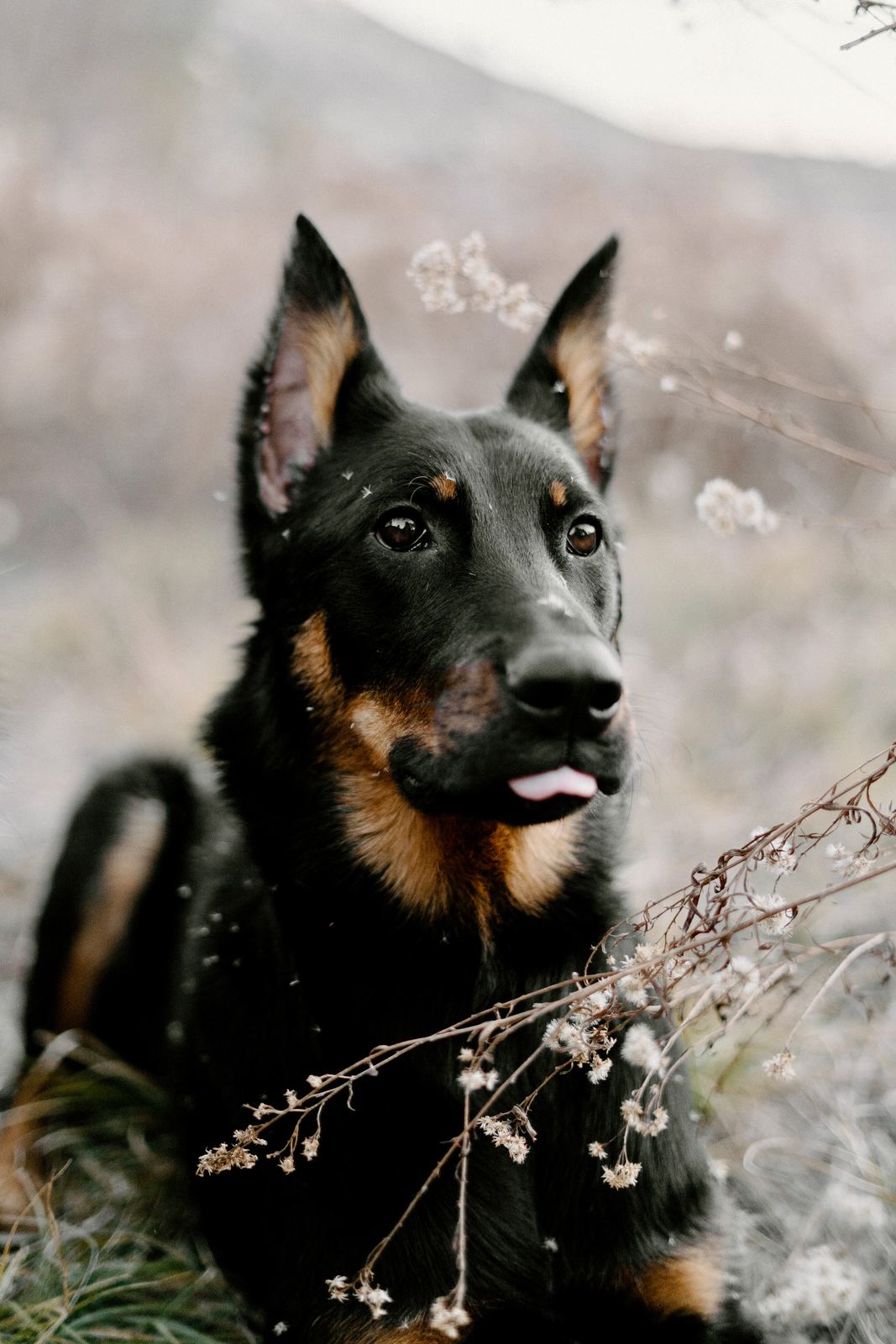 A dog lying in tall dry grass
