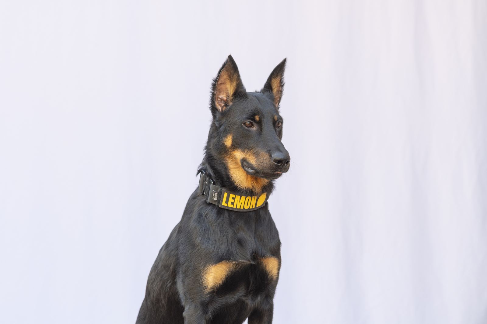 Lemon sitting for a portrait against a white backdrop