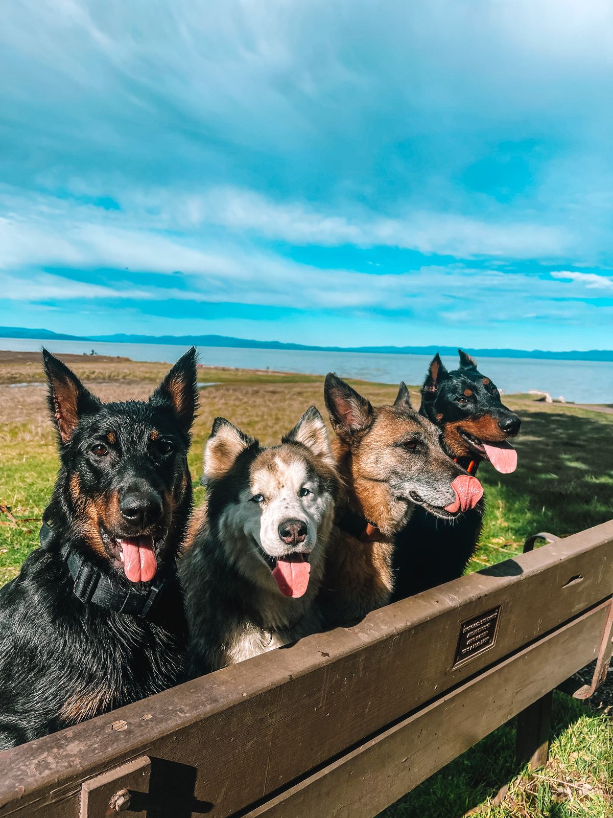 Four dogs lined up on a bench by the water