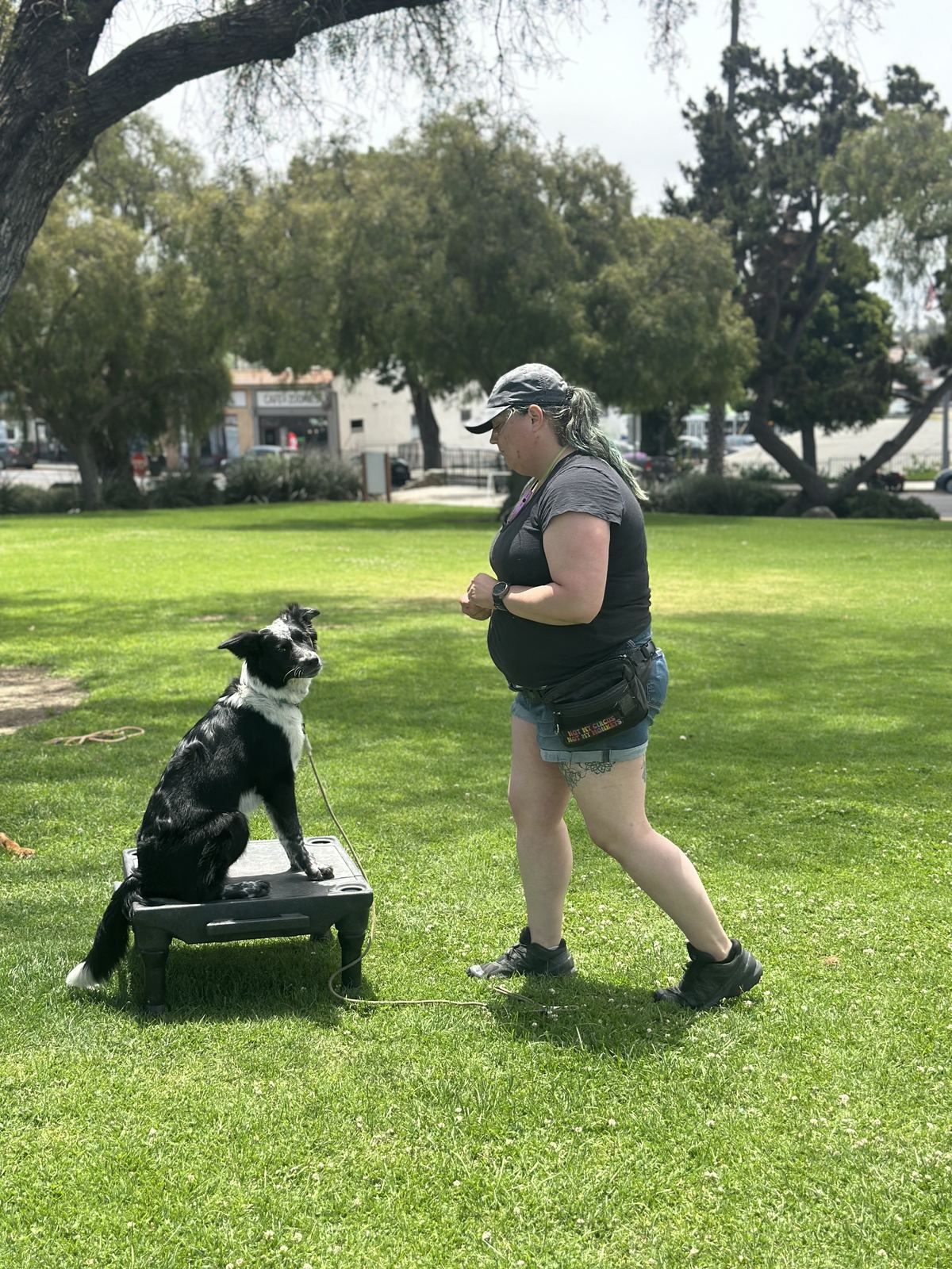 A trainer coaching a border collie to hold a place command on a training cot