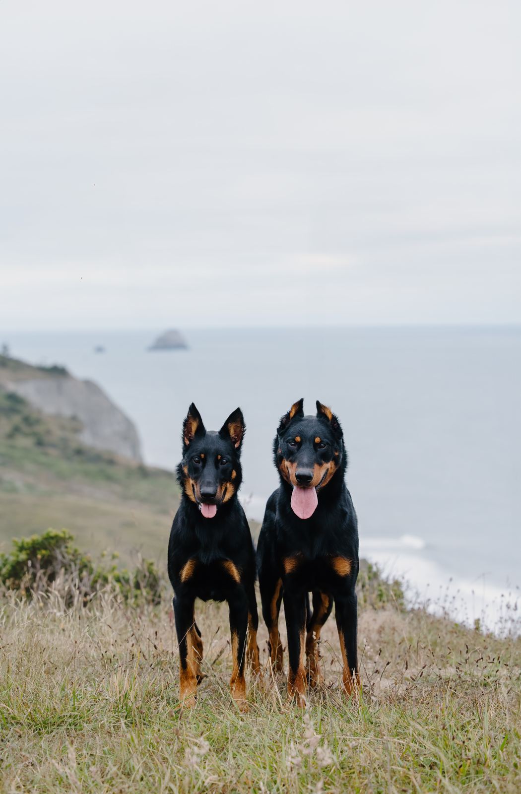 Zagreus and Lemon sitting together above the ocean